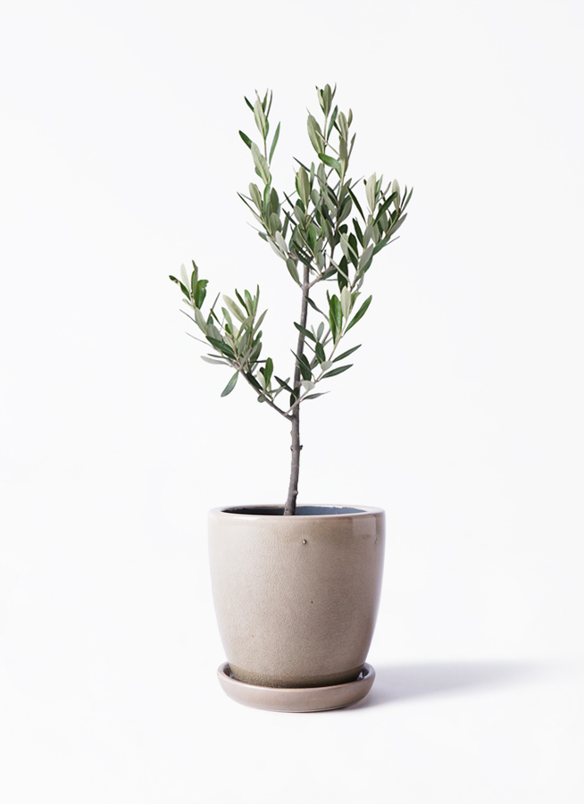 観葉植物 オリーブの木 3号 創樹プラスチック鉢 | 観葉植物なら
