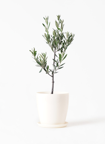 【2024年3月末まで】オリーブ2本(結実します)+植木鉢  5000円 観葉植物 オリーブの木 5号 ライク ラウンド ブラック 付き | 観葉植物
