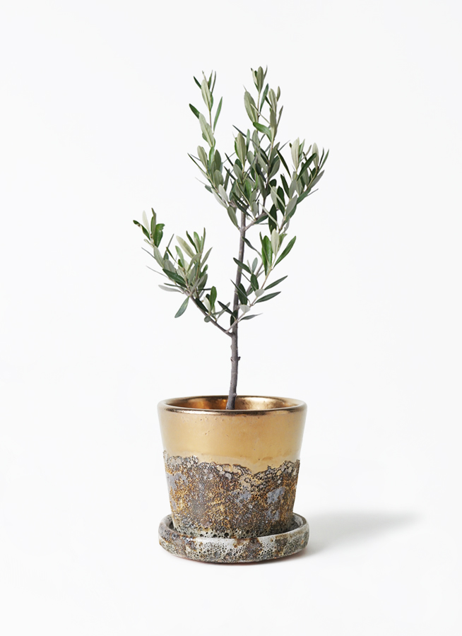観葉植物 オリーブの木 3号 創樹プラスチック鉢 | 観葉植物なら