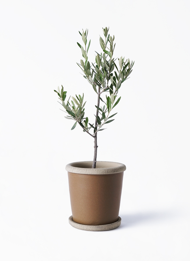 観葉植物 オリーブの木 3号 創樹プラスチック鉢 | 観葉植物なら