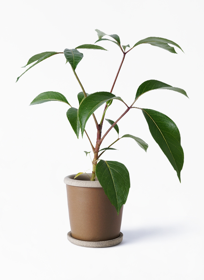 観葉植物 ツピダンサス 3 5号 キャメルポット ブラウン 付き 観葉植物ならhitohana ひとはな