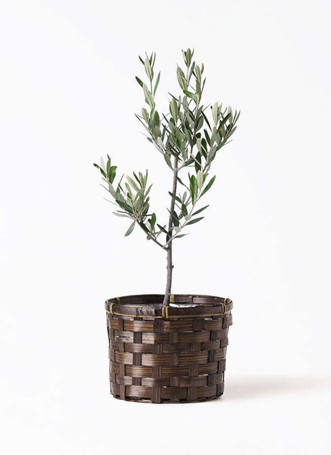 オリーブの木① 150cm 鉢付