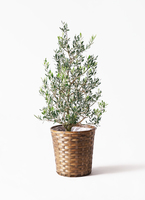 特大　オリーブの木　バスケット芸術品　勇敢なる姿　特大 約28cm 観葉植物 オリーブ 8号 コロネイキ 竹バスケット 付き | 観葉植物なら