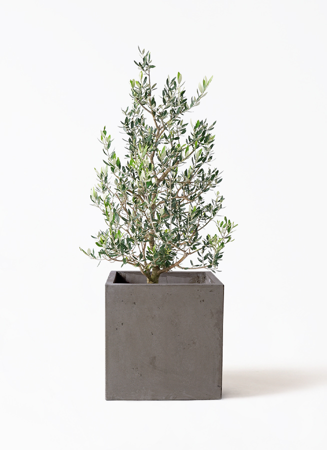 観葉植物 オリーブ 8号 コロネイキ ポリゴヘクサ 白 付き | 観葉植物