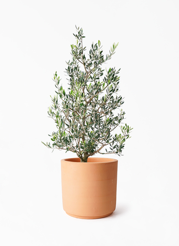 オリーブの木　コロネイキ　8号　約100cm　NO.571　一点物 オリーブの木 コロネイキ 8号 約100cm NO.571 一点物 オリーブ