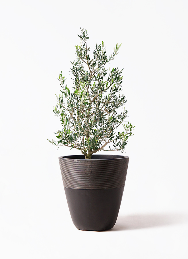 観葉植物 オリーブ 8号 コロネイキ ポリゴヘクサ 白 付き | 観葉植物