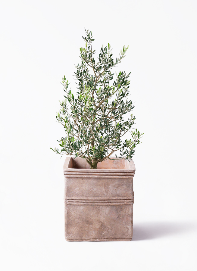 観葉植物 オリーブ 8号 コロネイキ プラスチック鉢 | 観葉植物なら