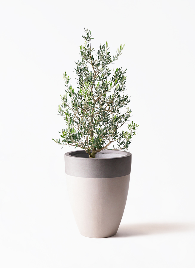 Amazon｜オリーブの木 観葉植物 本物 インテリア ホワイトセラ