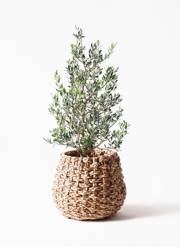 olive-1_1.jpg?1735000889
