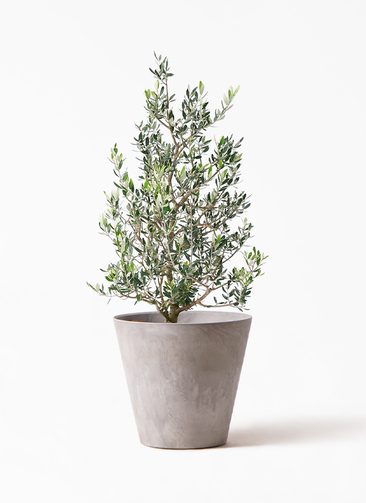観葉植物 オリーブ 8号 コロネイキ アートストーン ラウンド グレー