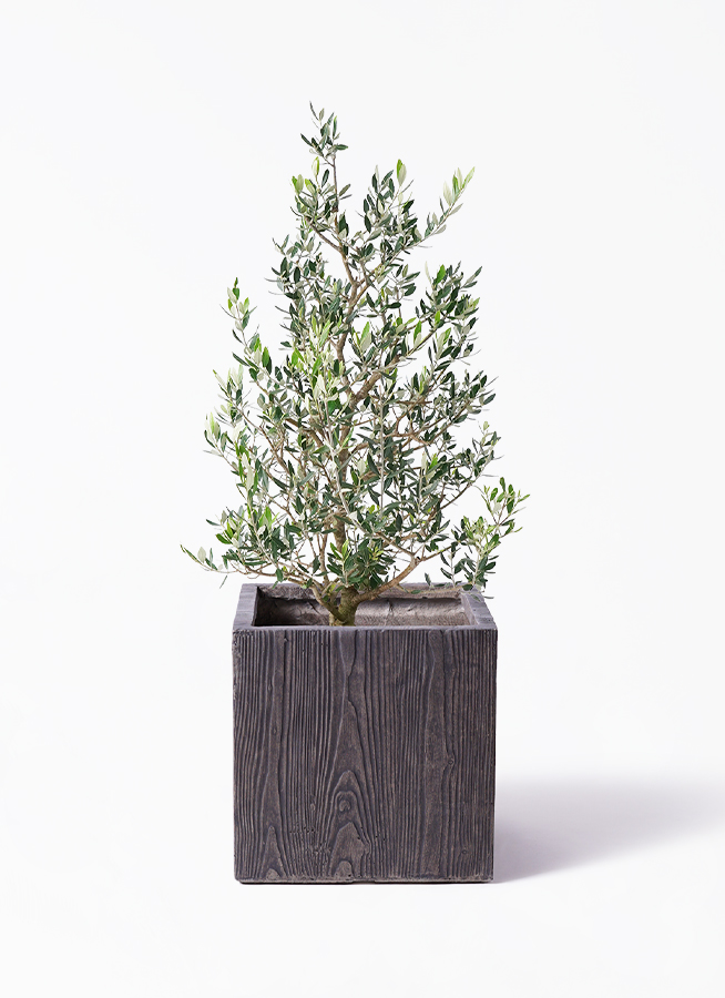 観葉植物 オリーブ 8号 コロネイキ プラスチック鉢 | 観葉植物なら