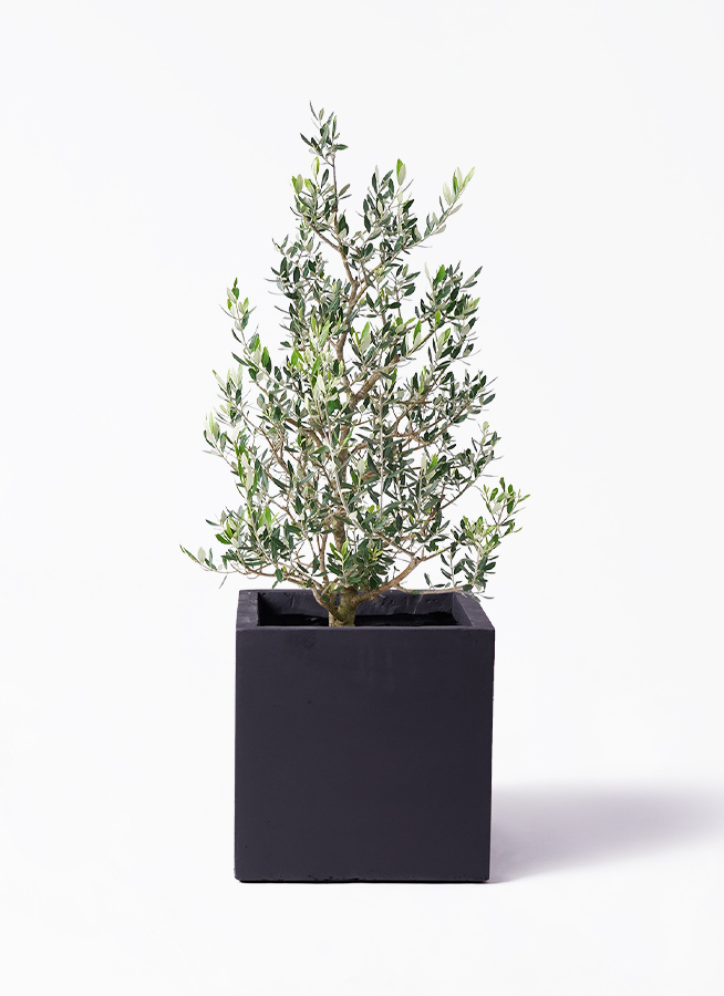 オリーブ コロネイキ 苗木 約１００センチ 観葉植物 オリーブ 8号 コロネイキ ポリゴヘクサ 白 付き | 観葉植物
