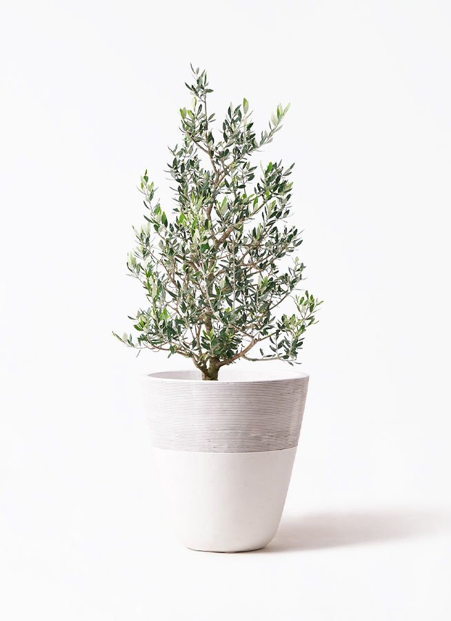 観葉植物 オリーブ 8号 コロネイキ プラスチック鉢 | 観葉植物なら