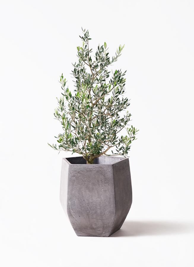 olive-67_1.jpg?1735000983