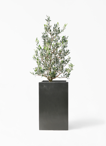 観葉植物 オリーブ 8号 コロネイキ セドナロング 墨 付き | 観葉植物