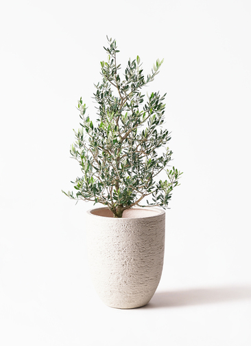 ブランド購入サイト olive-67_1.jpg?1735000983 その他観葉植物