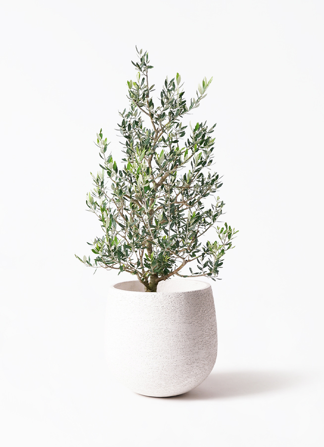 観葉植物 オリーブ 8号 コロネイキ ラッシュバスケット 付き | 観葉
