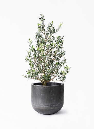 olive-1359_1.jpg?1735001042