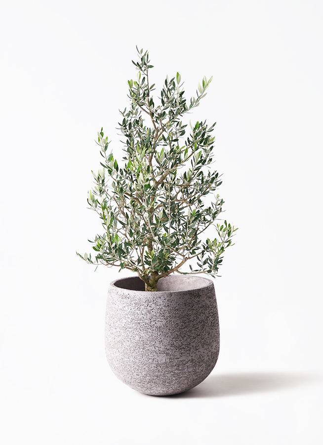 観葉植物 オリーブ 8号 コロネイキ エコストーンGray 付き | 観葉植物