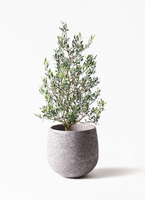 観葉植物 オリーブ 8号 コロネイキ エコストーンGray 付き | 観葉植物