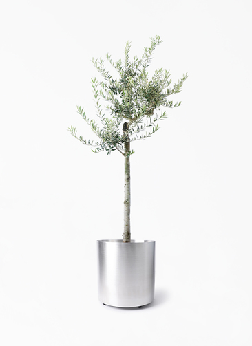 olive-arbechina-216_1.jpg?