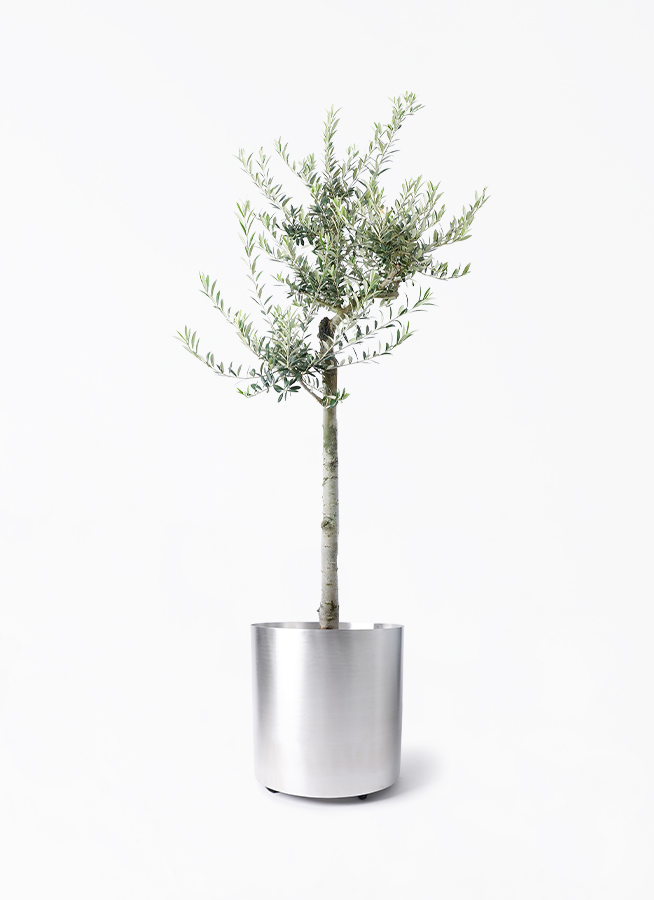 olive-arbechina-216_1.jpg?