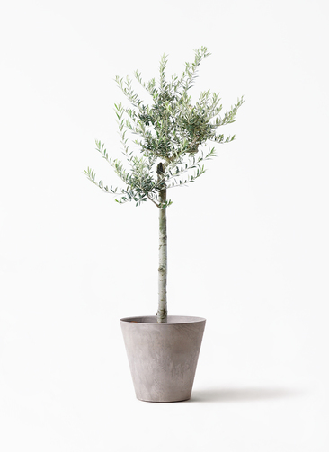 WS8A12 オリーブの木 アルベキナ olive-arbechina-111_1.jpg?