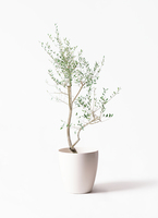 観葉植物 オリーブ 10号 レッチーノ エコストーンGray 付き | 観葉植物