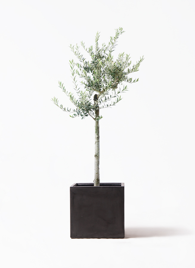 観葉植物 オリーブ 10号 アルベキーナ エコストーンLight Gray 付き