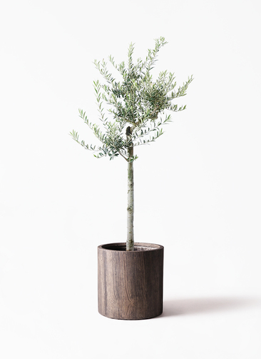 観葉植物 オリーブ 10号 アルベキーナ アルファシリンダープランター