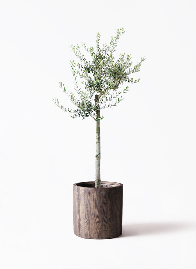 ［現品］【希少】 1番　オリーブ　アルベキーナ　6号　屋外　レア　オリーブの木 現品］【希少】 1番 オリーブ アルベキーナ 6号 観葉植物 レア