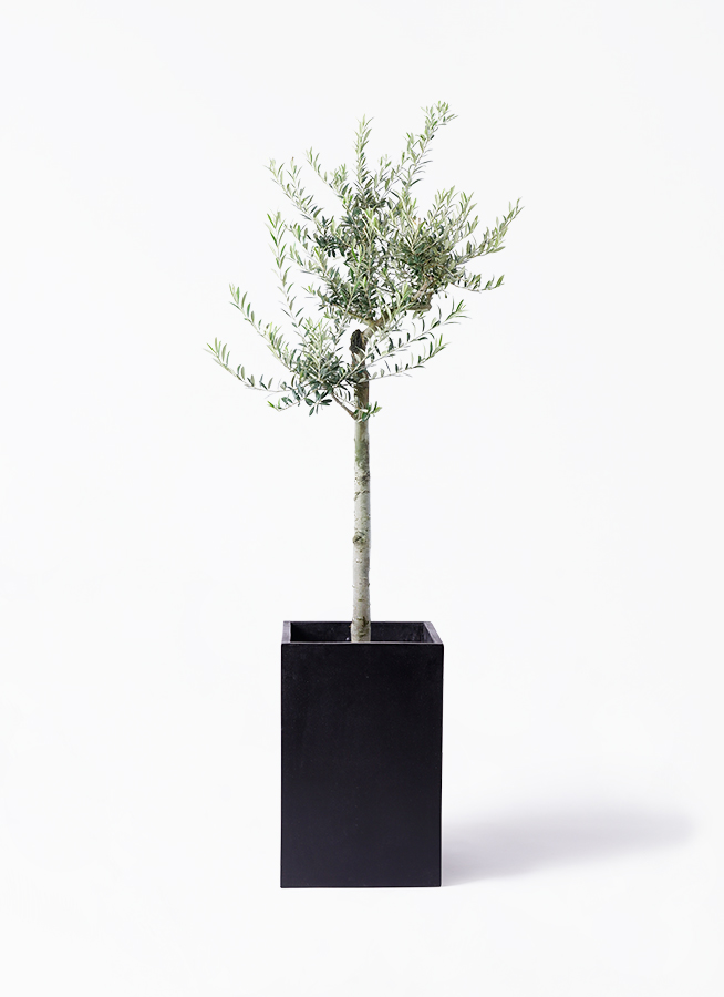 オリーブの木　アルベキナ オリーブ アルベキナ 【果樹の苗木 7号／1個売り】｜ 【植物の