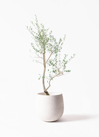 オリーライフ　植物飲料　10本 olive-90_001.jpg?1699658270