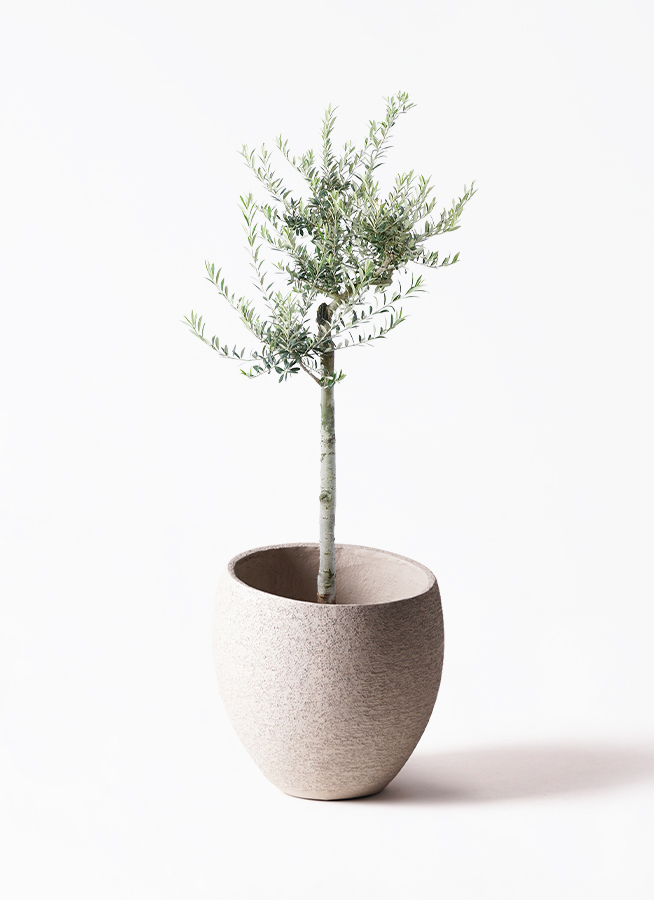 観葉植物 オリーブ 10号 アルベキーナ エコストーンGray 付き