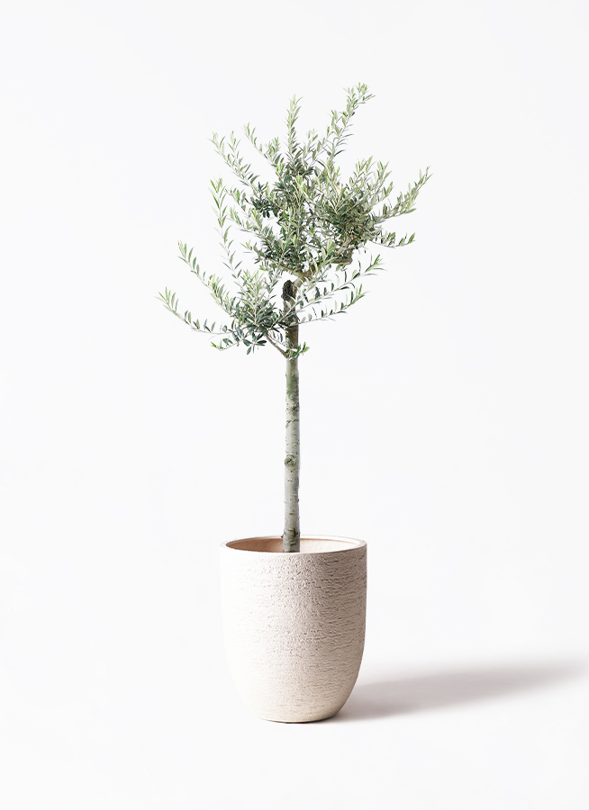 ［現品］【希少】 1番　オリーブ　アルベキーナ　6号　屋外　レア　オリーブの木 現品］【希少】 1番 オリーブ アルベキーナ 6号 屋外 レア