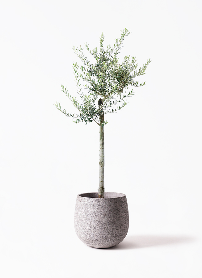 olive-arbechina-75_1.jpg?