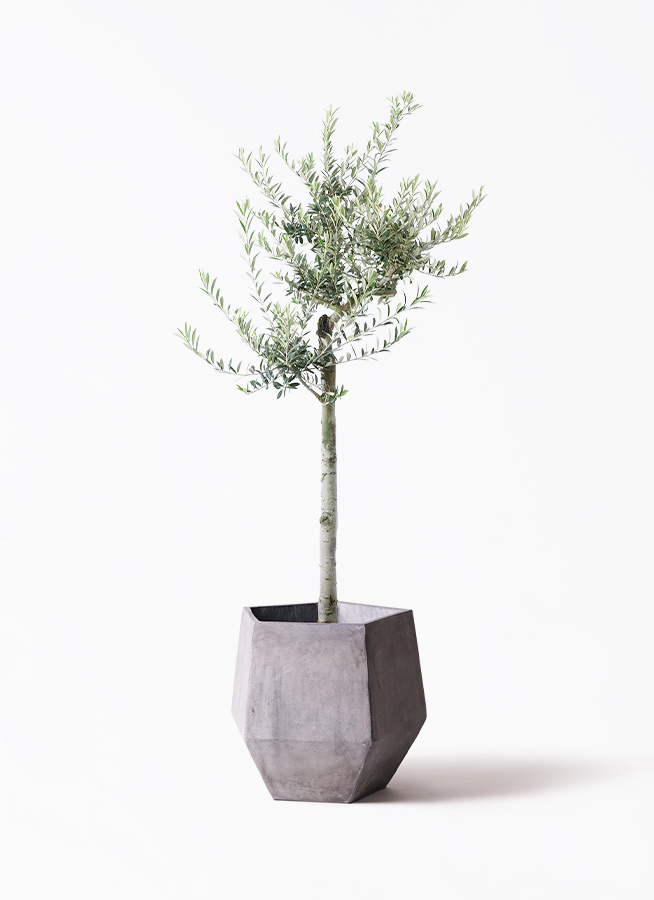 観葉植物 オリーブ 10号 アルベキーナ プラスチック鉢 | 観葉