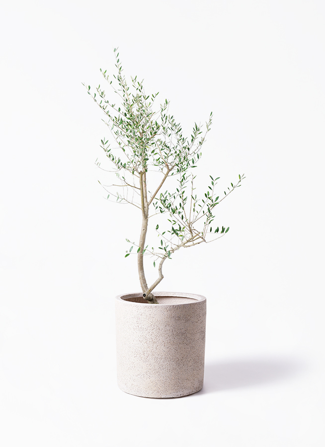 オリーブの木　レッチーノ　NO.1129　7号　約105cm　人気品種　現品掲載 観葉植物 オリーブ 10号 レッチーノ アートストーン ラウンド グレー