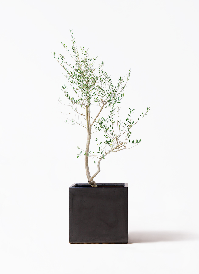 観葉植物 オリーブ 10号 レッチーノ エコストーンGray 付き | 観葉植物
