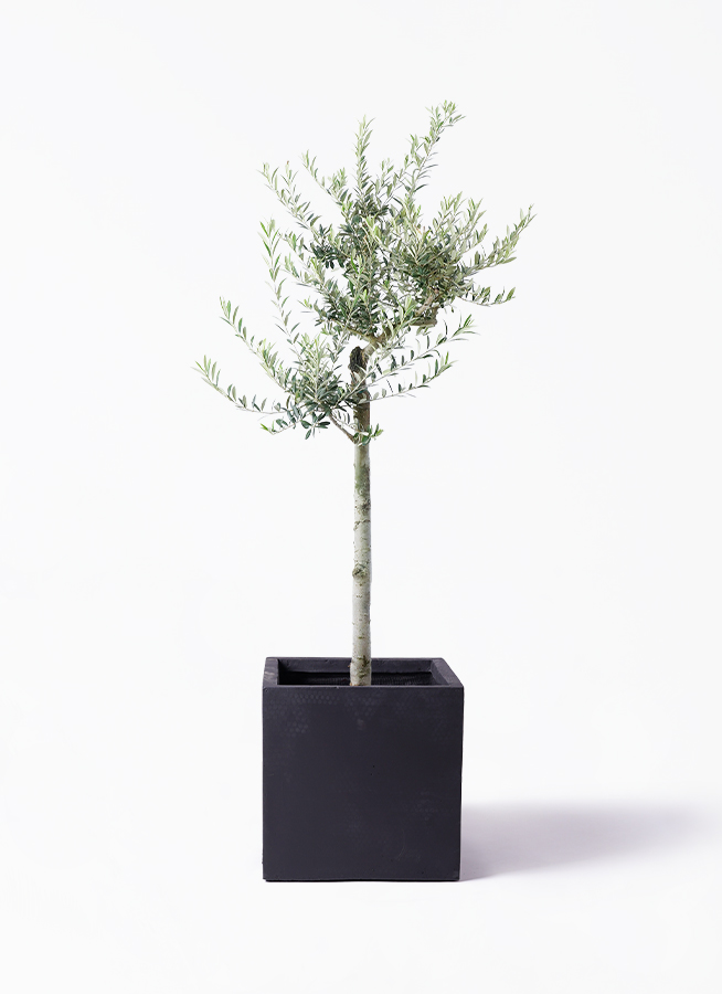 観葉植物 オリーブ 10号 アルベキーナ プラスチック鉢 | 観葉植物なら