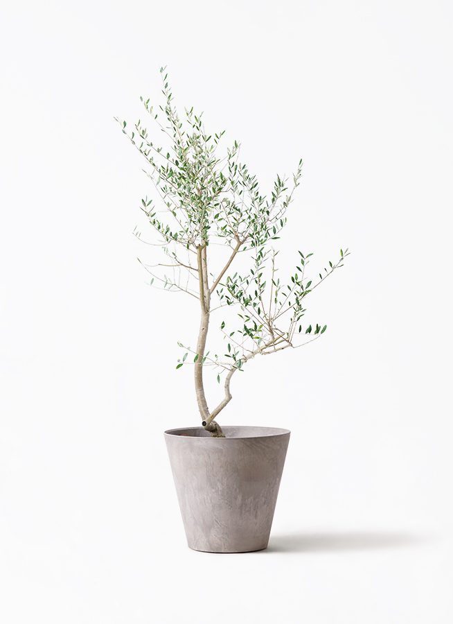 観葉植物 オリーブ 10号 レッチーノ アートストーン ラウンド グレー