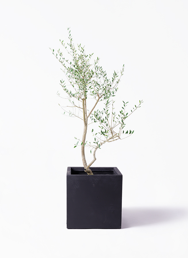 観葉植物 オリーブ 10号 レッチーノ プラスチック鉢 | 観葉植物なら