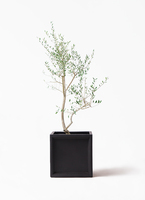 観葉植物 オリーブ 10号 レッチーノ ウッドプランター 付き | 観葉植物