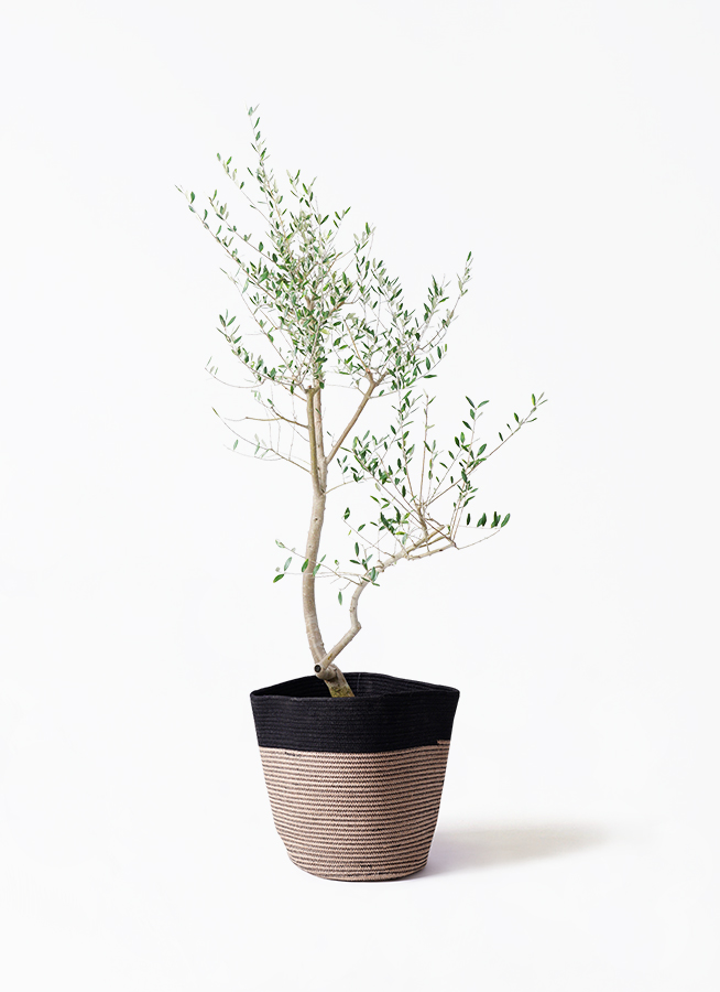 観葉植物 オリーブ 10号 レッチーノ プラスチック鉢 | 観葉植物なら