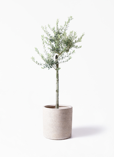 観葉植物 オリーブ 10号 アルベキーナ サンディ シリンダー 白