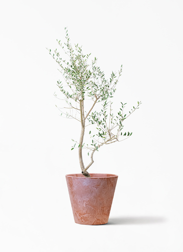 観葉植物 オリーブの木 10号 レッチーノ アートストーン ラウンド