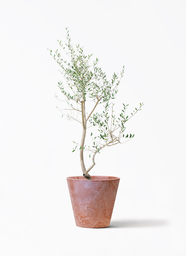 olive-leccino-45_1.jpg?1735001219