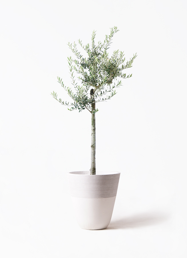 olive-arbechina-99_1.jpg?