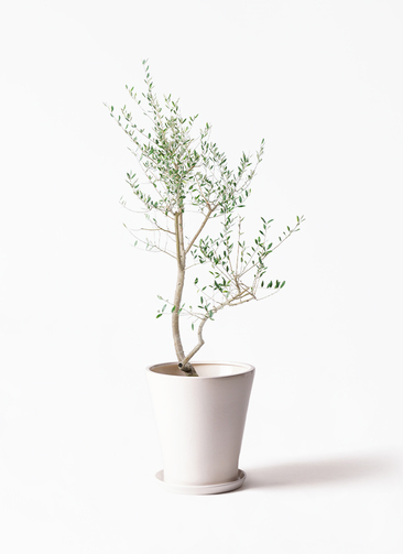 観葉植物 オリーブ 10号 レッチーノ サブリナ 白 付き | 観葉