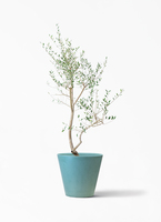観葉植物 オリーブ 10号 レッチーノ ウッドプランター 付き | 観葉植物